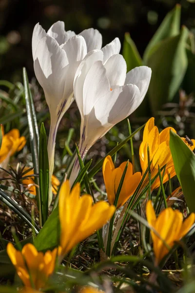 Весняні Квіти Сонячний День Березня — стокове фото