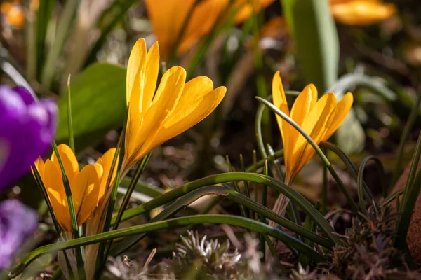 Spring Flowers Sunny March Day — Stock Photo, Image