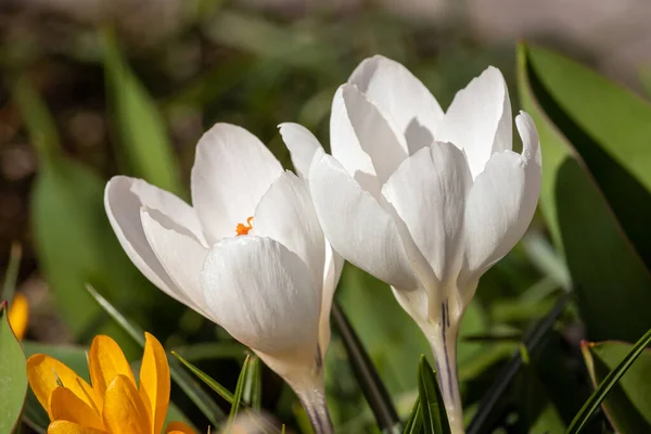 Flores Primavera Dia Ensolarado Março — Fotografia de Stock