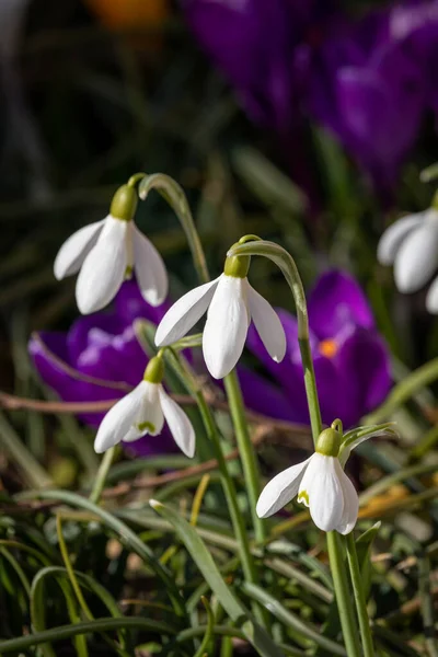 Весняні Квіти Сонячний День Березня — стокове фото