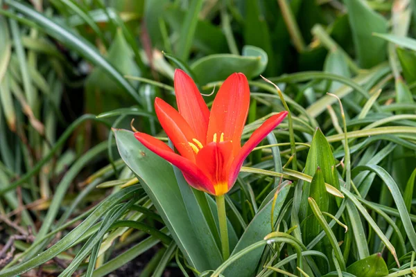 Tavaszi Virágok Egy Napos Márciusi Napon — Stock Fotó