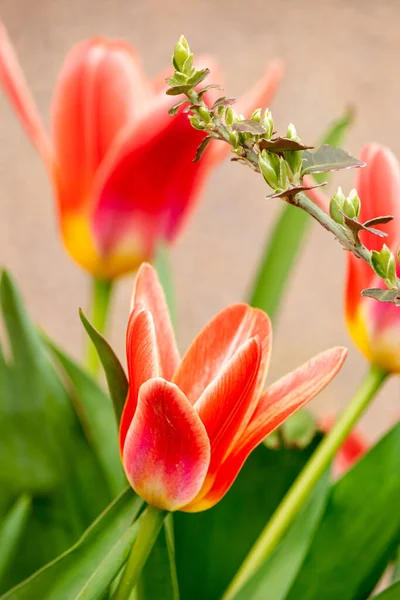 Spring Flowers Sunny March Day — Stock Photo, Image