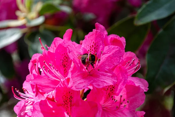 Tavaszi Virágok Egy Napos Áprilisi Napon Egy Angol Parkban Wolverhamptonban — Stock Fotó