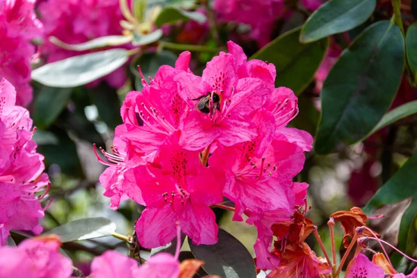 Весенние Цветы Солнечный Апрельский День Английском Парке Вулверхэмптоне — стоковое фото