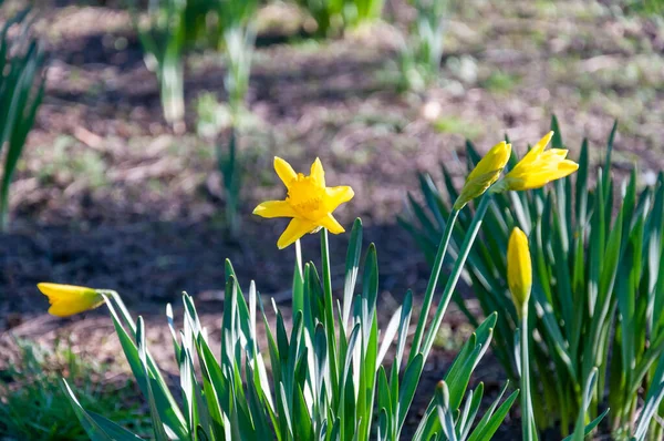 Wiosenne Kwiaty Słoneczny Kwietniowy Dzień Parku Angielskim Wolverhampton — Zdjęcie stockowe