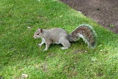 Güneşli bir nisan gününde Wolverhampton 'daki bir İngiliz parkında gri bir sincap.