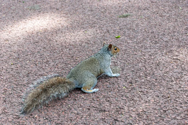 Gray Squirrel Sunny April Day English Park Wolverhampton — Stock Photo, Image