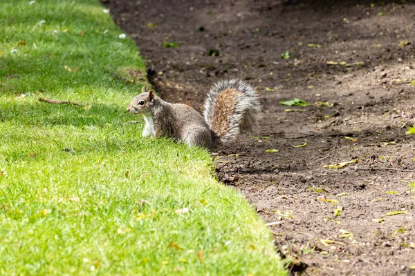 Ein Graues Eichhörnchen Einem Sonnigen Apriltag Einem Englischen Park Wolverhampton — Stockfoto