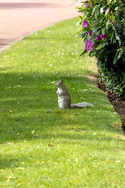 Gray Squirrel Sunny April Day English Park Wolverhampton — Stock Photo, Image