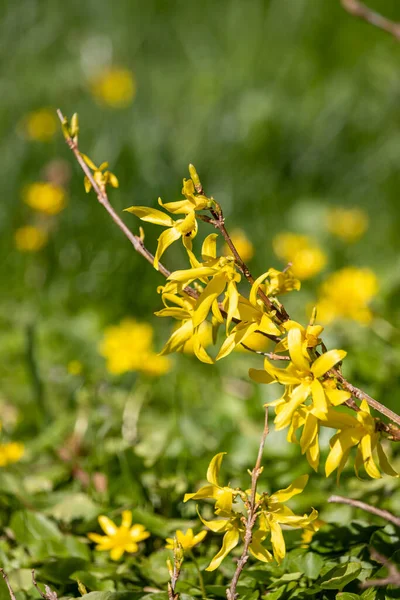 Весняні Квіти Сонячний День Квітня Жовта Лихоманка — стокове фото