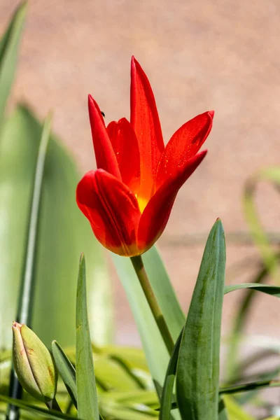 Spring Flowers Sunny April Day Red Tulips — Stock Photo, Image