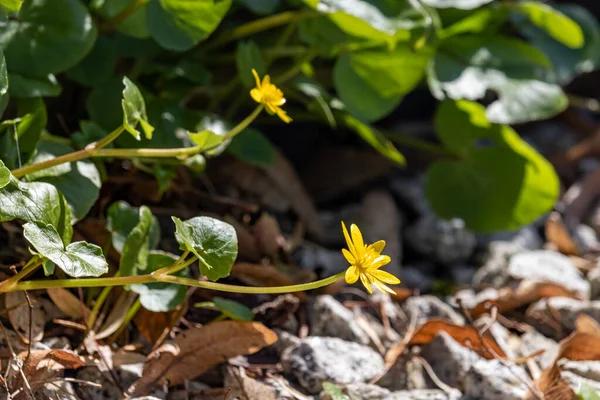 stock image Spring flowers on a sunny April day . Yellow little flowers