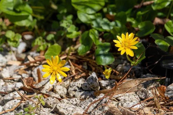 stock image Spring flowers on a sunny April day . Yellow little flowers