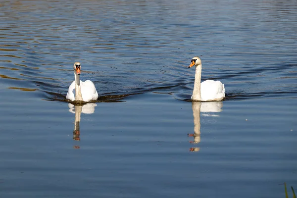 Белые Лебеди Плавают Озеру Англия — стоковое фото