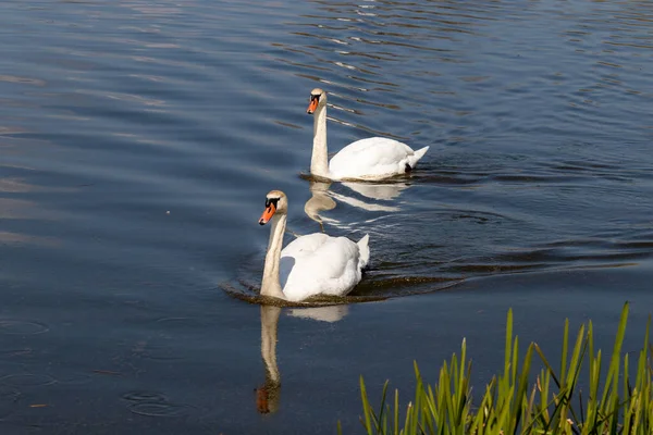 Белые Лебеди Плавают Озеру Англия — стоковое фото