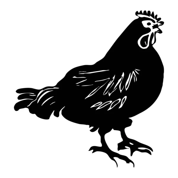 Hayvan Çizimi Beyaz Arka Planda Siyah Tavuk — Stok fotoğraf