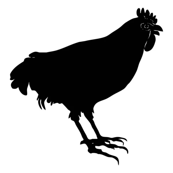 Ζωική Απεικόνιση Μαύρος Κόκορας Λευκό Φόντο — Φωτογραφία Αρχείου