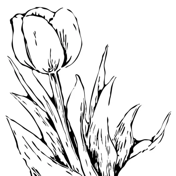 Motif Botanique Sur Fond Blanc Fleurs Noires — Photo