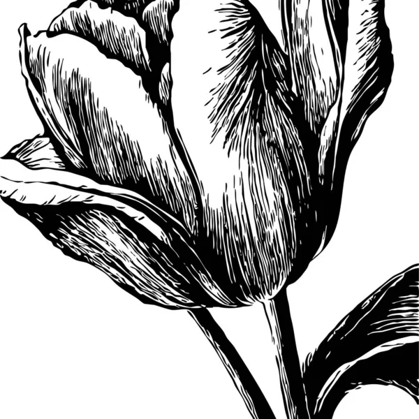 Botaniskt Mönster Vit Bakgrund Svarta Blommor — Stockfoto