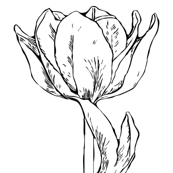 Botanisches Muster Auf Weißem Hintergrund Schwarze Blüten — Stockfoto