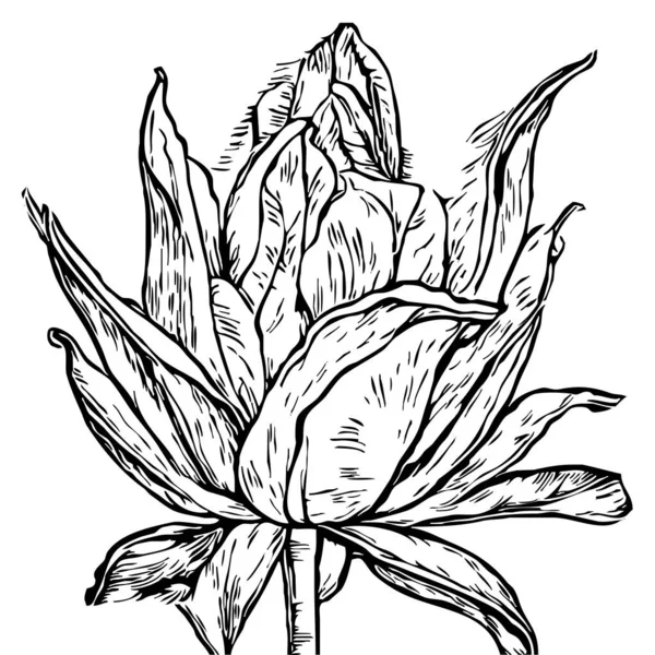 Ботанический Рисунок Белом Фоне Чёрные Цветы — стоковое фото