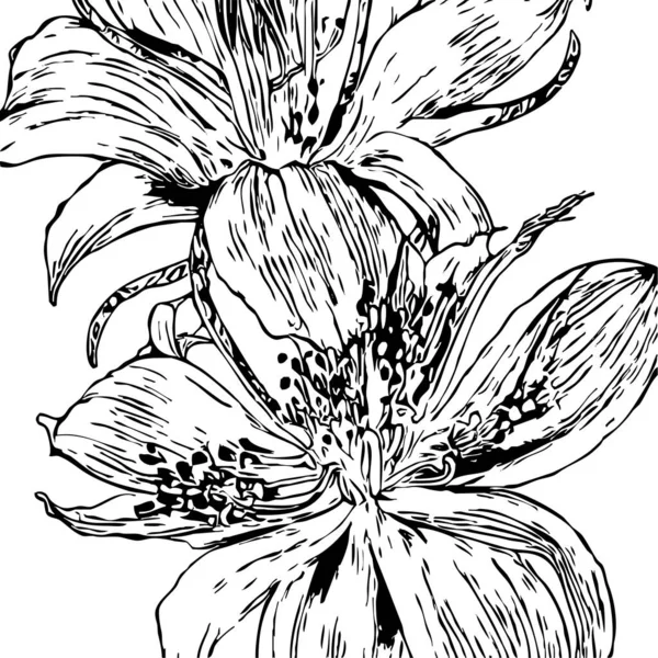Botaniskt Mönster Vit Bakgrund Svarta Blommor — Stockfoto
