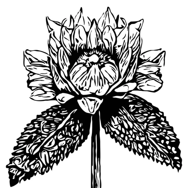 Wzór Botaniczny Białym Tle Czarne Kwiaty — Zdjęcie stockowe