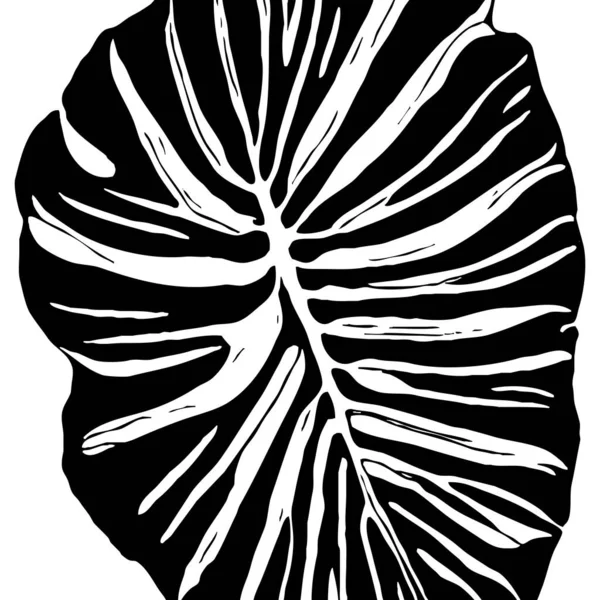 Botanisches Muster Auf Weißem Hintergrund Schwarze Blätter — Stockfoto