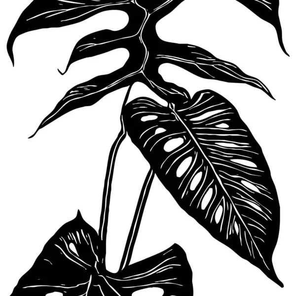 Ботанический Рисунок Белом Фоне Чёрные Листья — стоковое фото