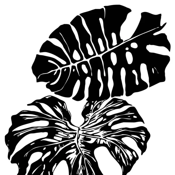 白い背景に植物のパターン 黒い葉 — ストック写真