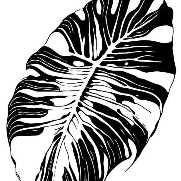 Beyaz Arka Planda Botanik Desen Siyah Yapraklar — Stok fotoğraf