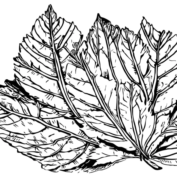 Botanisch Patroon Een Witte Achtergrond Zwarte Bladeren — Stockfoto
