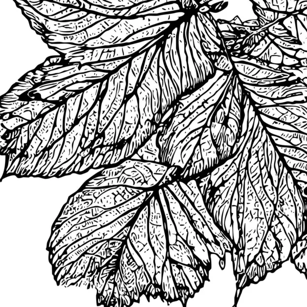 Botanical pattern on a white background. Black leaves