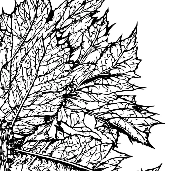 Botanical Pattern White Background Black Leaves — Stock Photo, Image