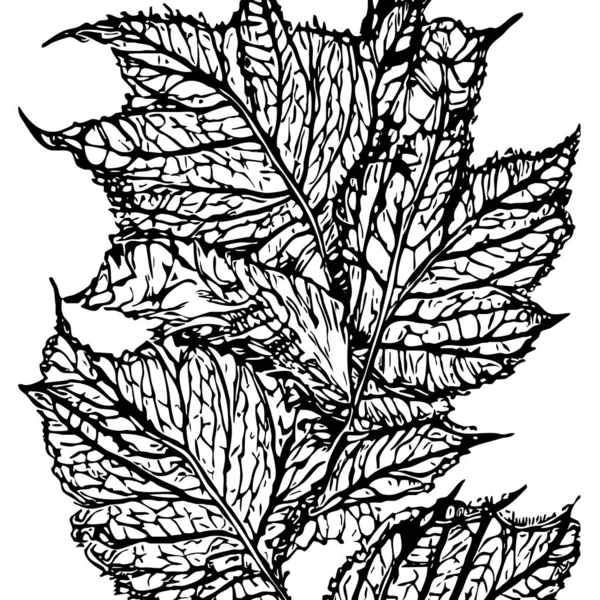 Botanisches Muster Auf Weißem Hintergrund Schwarze Blätter — Stockfoto