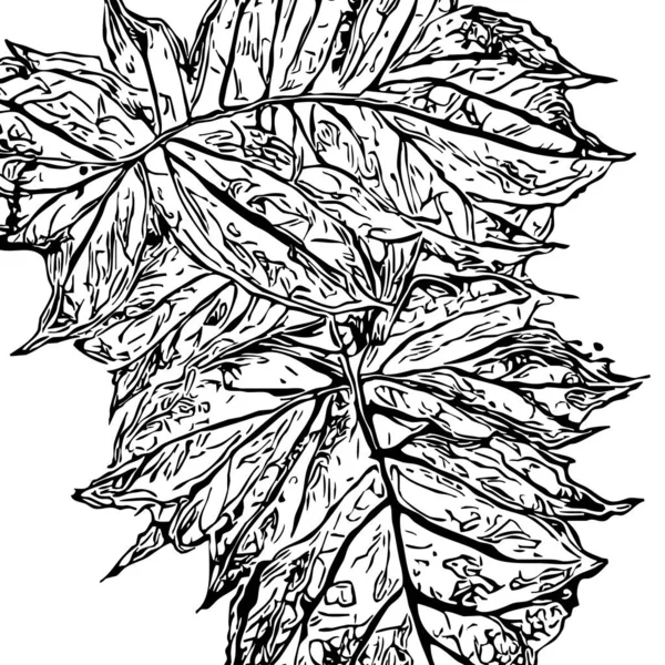 白色背景上的植物图案 — 图库照片
