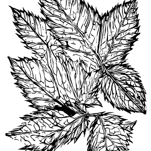 Wzór Botaniczny Białym Tle Liście Czarne — Zdjęcie stockowe