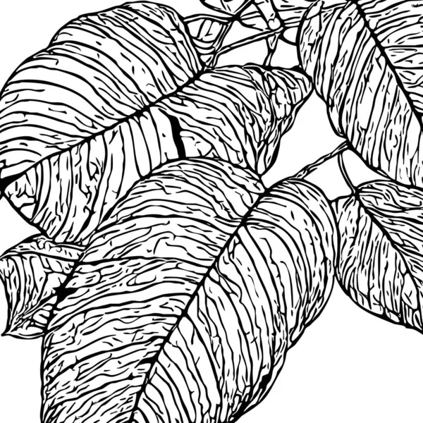 Ботанический Рисунок Белом Фоне Чёрные Листья — стоковое фото