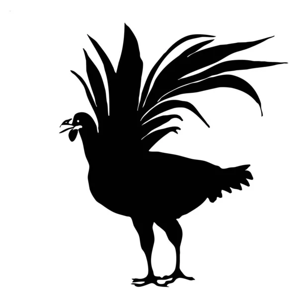 Ilustración Aves Gallo Negro Sobre Fondo Blanco —  Fotos de Stock