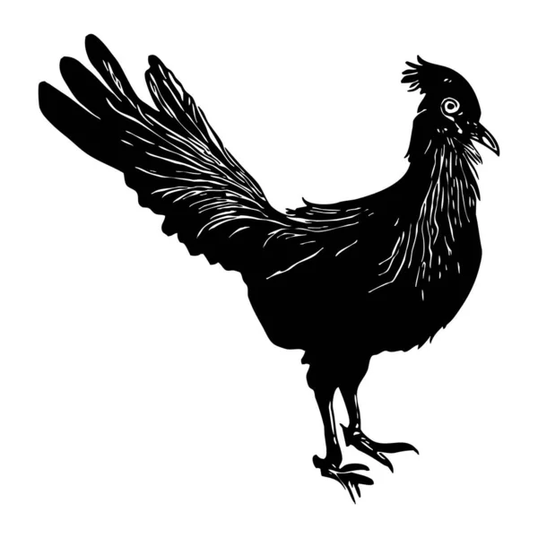 Bird Illustration Black Rooster White Background — Stock Photo, Image