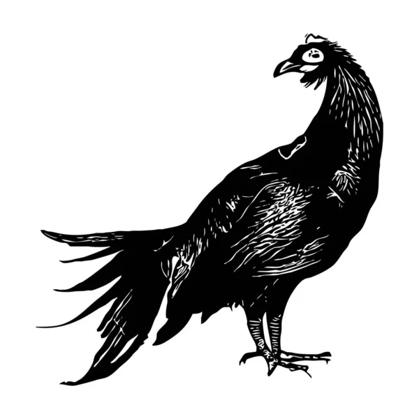 Kippen Zwart Pictogram Een Witte Achtergrond — Stockfoto