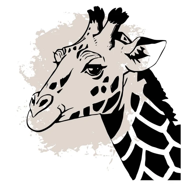 Μαύρη Καμηλοπάρδαλη Λευκό Φόντο Ζωική Τέχνη Σχεδιασμός Λογότυπου Για Χρήση — Φωτογραφία Αρχείου