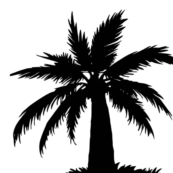 Illustration Ett Palmträd Svart Tropiskt Träd Vit Bakgrund — Stockfoto