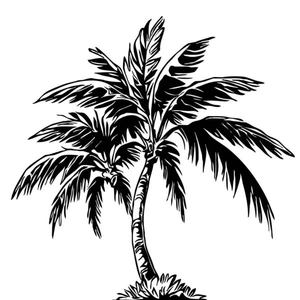 一个棕榈树的例子 白色背景上的黑色热带树 — 图库照片