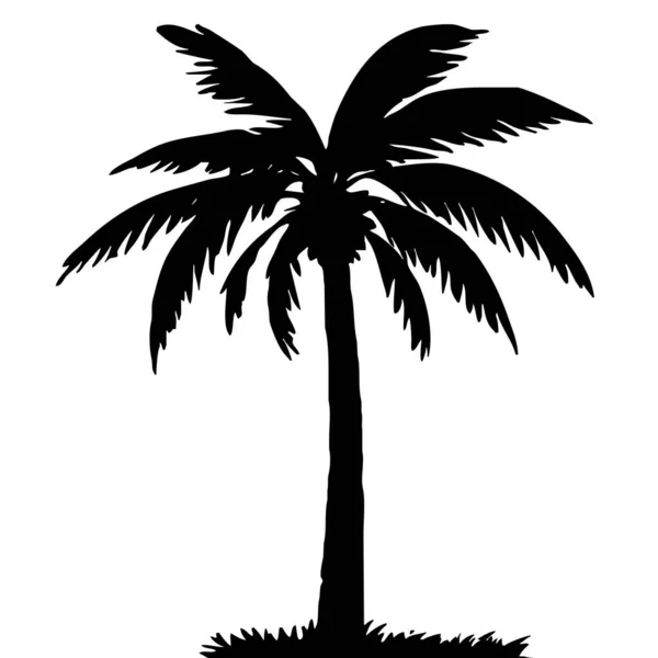 一个棕榈树的例子 白色背景上的黑色热带树 — 图库照片