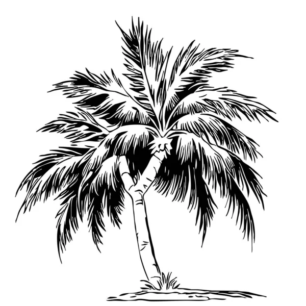 Egy Pálmafa Illusztrációja Fekete Trópusi Fehér Alapon — Stock Fotó