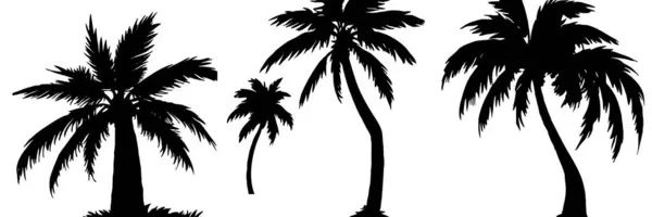 Ilustrace Palmy Černý Tropický Strom Bílém Pozadí — Stock fotografie