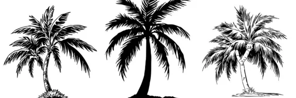 Illustration Palmier Arbre Tropical Noir Sur Fond Blanc — Photo