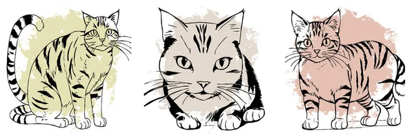 Beyaz Arka Planda Siyah Kedi Hayvan Çizgisi Sanatı Grafiklerde Kullanılmak — Stok fotoğraf