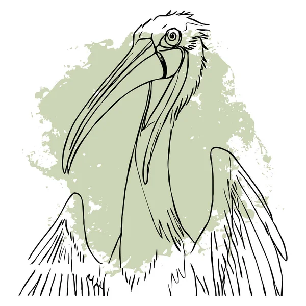 Beyaz Arka Planda Siyah Pelikan Hayvanlar Çizgi Sanatı Grafiklerde Kullanmak — Stok fotoğraf